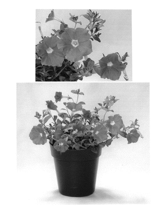 Figure 1 of US plant patent PP30947, the photograph of KL1117mut1 printed in the patent.