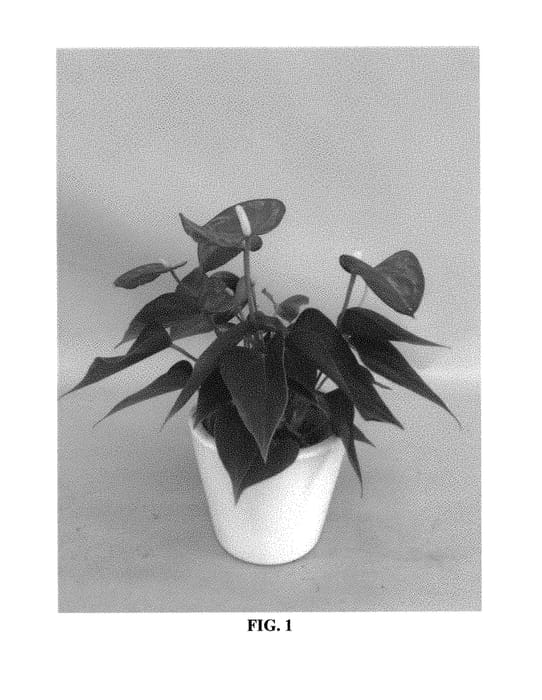 Figure 1 of US plant patent PP30948, the photograph of ANTHENAXEN printed in the patent.