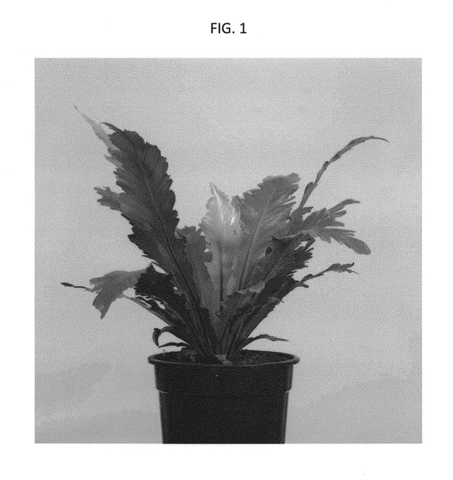 Figure 1 of US plant patent PP30949, the photograph of Campio printed in the patent.