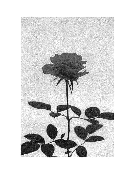 Figure 1 of US plant patent PP30950, the photograph of KORone001 printed in the patent.