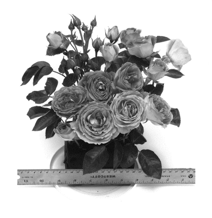 Figure 1 of US plant patent PP30951, the photograph of WEKblufytirar printed in the patent.