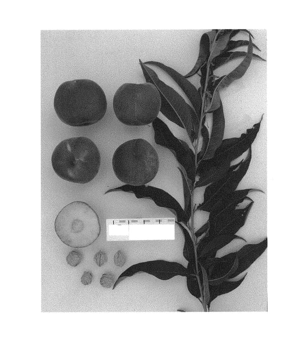Figure 1 of US plant patent PP30952, the photograph of Supechtwentythree printed in the patent.