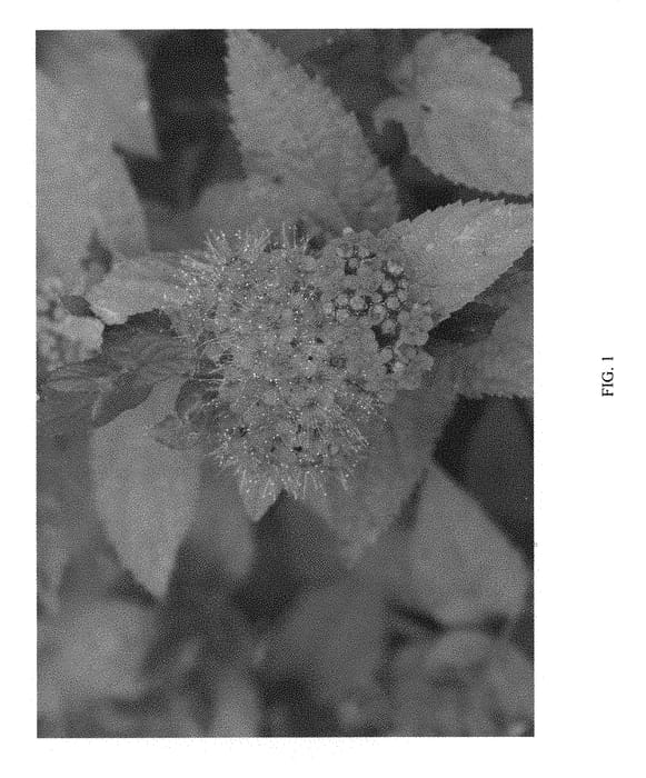 Figure 1 of US plant patent PP30953, the photograph of NCSX2 printed in the patent.