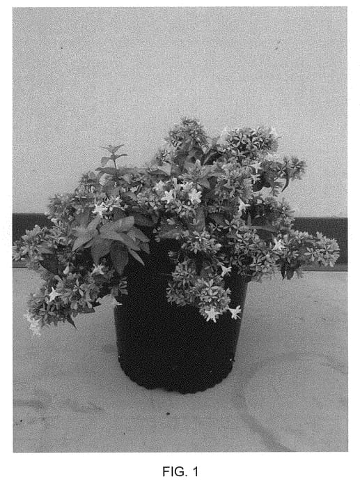 Figure 1 of US plant patent PP30954, the photograph of SRPabeper printed in the patent.