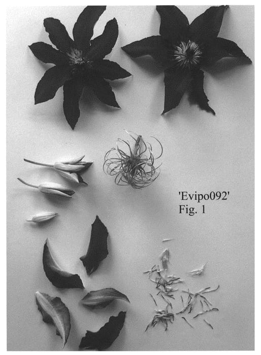 Figure 1 of US plant patent PP30955, the photograph of Evipo092 printed in the patent.