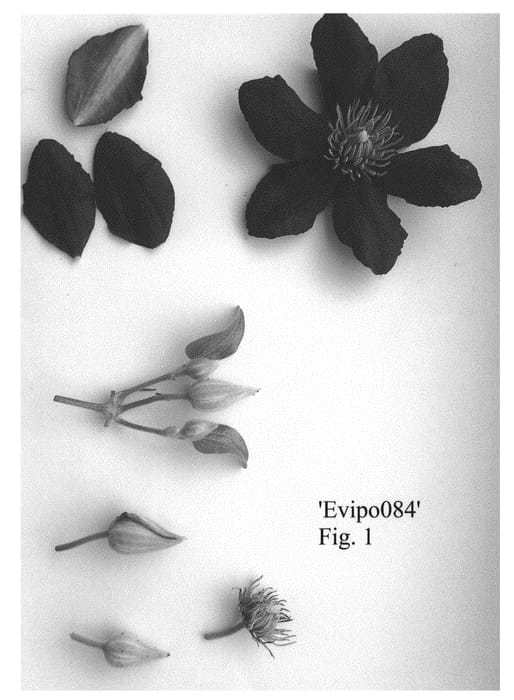 Figure 1 of US plant patent PP30956, the photograph of Evipo084 printed in the patent.