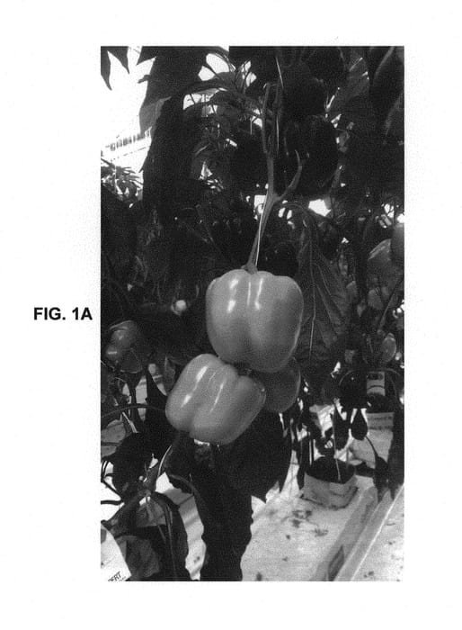Figure 1 of US plant patent PP30957, the photograph of YY5 printed in the patent.