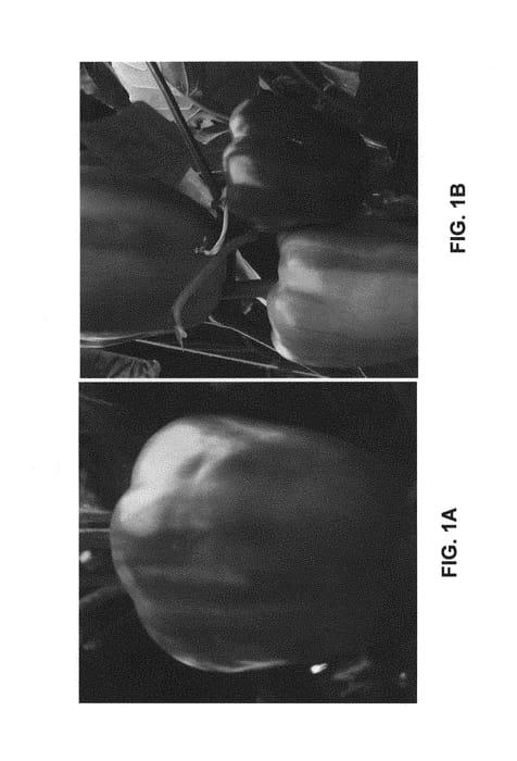 Figure 1 of US plant patent PP30958, the photograph of RY5 printed in the patent.