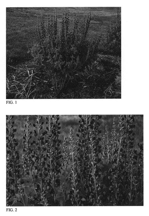 Figure 1 of US plant patent PP30959, the photograph of Dark Chocolate printed in the patent.