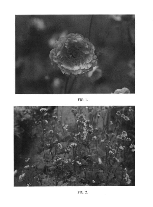 Figure 1 of US plant patent PP30960, the photograph of Cherry Bomb printed in the patent.