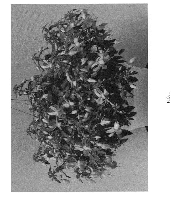 Figure 1 of US plant patent PP30961, the photograph of FWIPL28-0 printed in the patent.