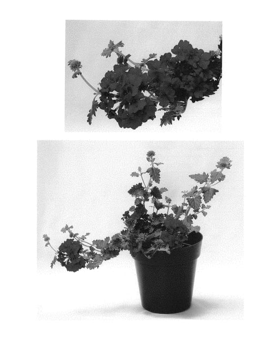 Figure 1 of US plant patent PP30962, the photograph of RIKAV44101 printed in the patent.
