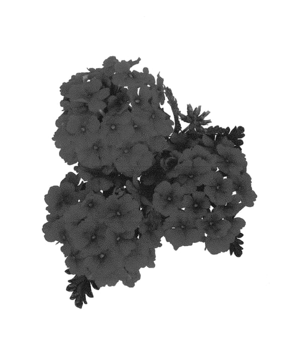 Figure 1 of US plant patent PP30963, the photograph of Dovemsure printed in the patent.