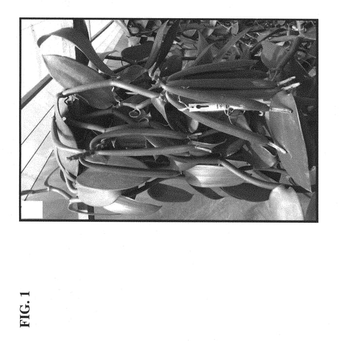 Figure 1 of US plant patent PP30964, the photograph of Handa printed in the patent.