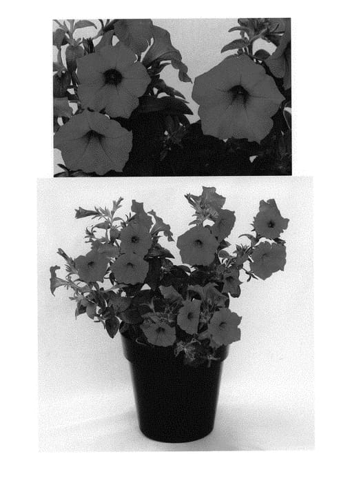 Figure 1 of US plant patent PP30965, the photograph of BBTUN98901 printed in the patent.