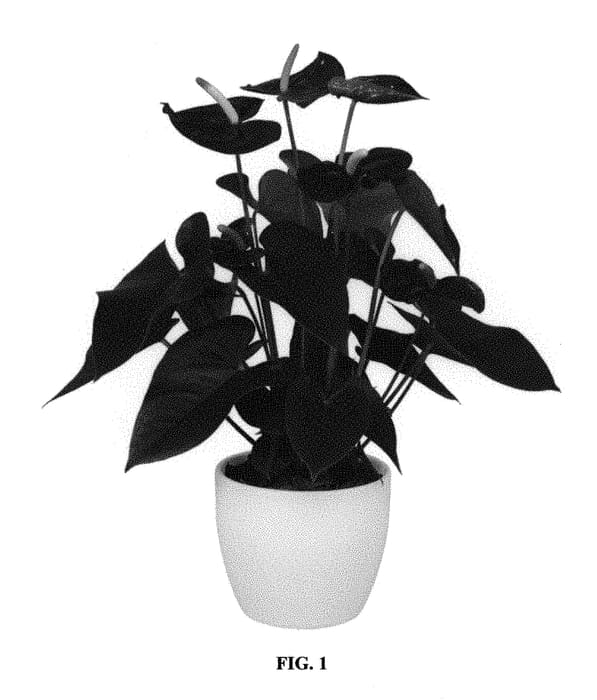 Figure 1 of US plant patent PP30966, the photograph of ANTHFUBE printed in the patent.