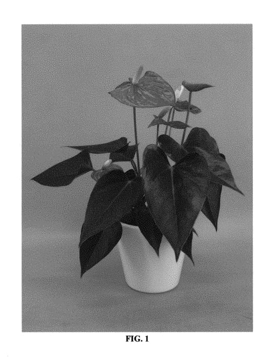 Figure 1 of US plant patent PP30967, the photograph of ANTHGLYNT printed in the patent.