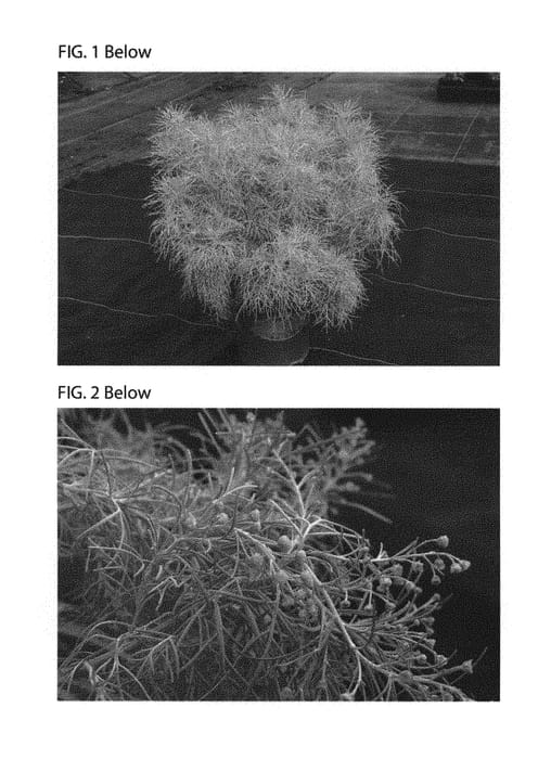 Figure 1 of US plant patent PP30968, the photograph of TNARTMS printed in the patent.