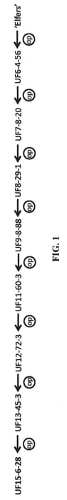 Figure 1 of US plant patent PP30970, the photograph of UF15-6-28 printed in the patent.