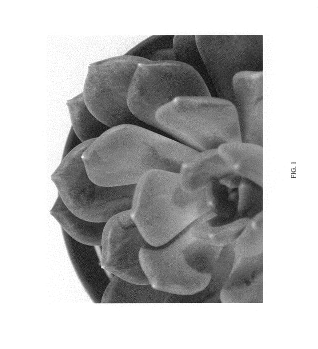 Figure 1 of US plant patent PP30971, the photograph of UB-PACHY-1801 printed in the patent.