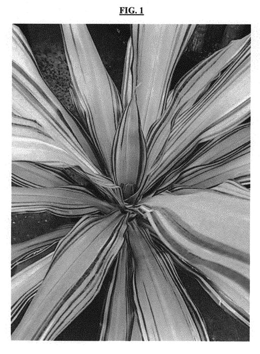 Figure 1 of US plant patent PP30972, the photograph of HARVEST MOON printed in the patent.