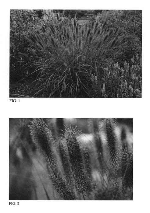 Figure 1 of US plant patent PP30973, the photograph of Puppy Love printed in the patent.