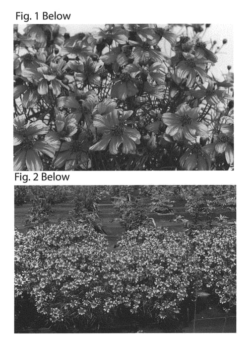 Figure 1 of US plant patent PP30974, the photograph of TNCORSO printed in the patent.