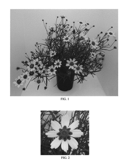 Figure 1 of US plant patent PP30975, the photograph of Electric Sunshine printed in the patent.