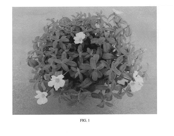 Figure 1 of US plant patent PP30976, the photograph of SAKPOR018 printed in the patent.