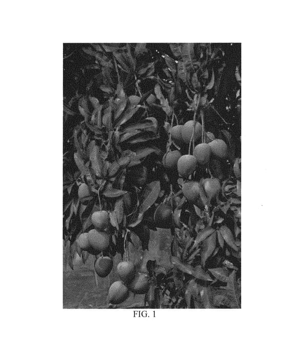 Figure 1 of US plant patent PP30977, the photograph of NMBP 1201 printed in the patent.