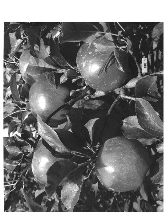 Figure 1 of US plant patent PP30978, the photograph of Honeysuckle Rose #1-6 printed in the patent.