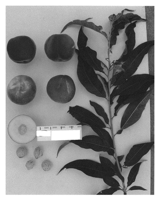Figure 1 of US plant patent PP30979, the photograph of Supechtwentytwo printed in the patent.