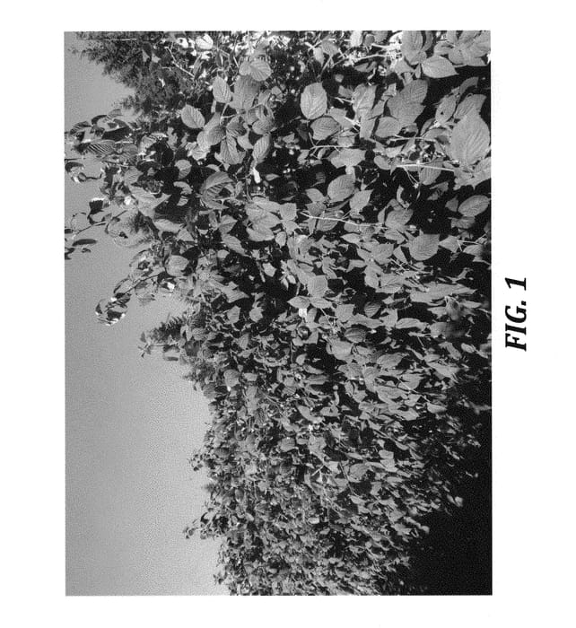 Figure 1 of US plant patent PP30980, the photograph of WSU 2166 printed in the patent.