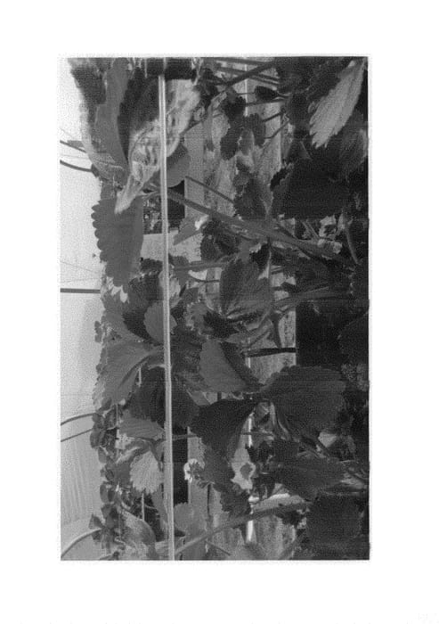 Figure 1 of US plant patent PP30981, the photograph of P061105 printed in the patent.