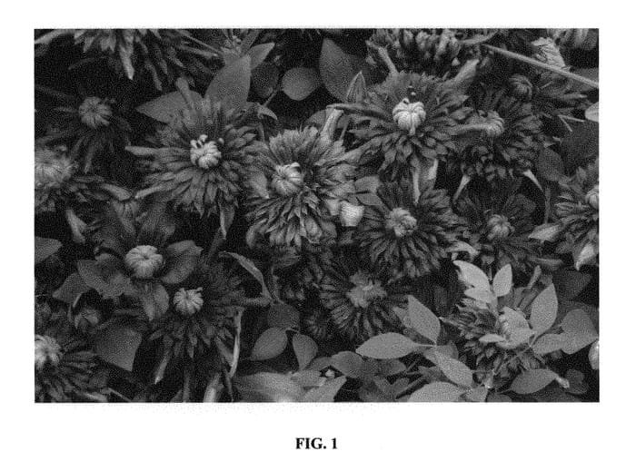 Figure 1 of US plant patent PP30982, the photograph of Kokonoe printed in the patent.