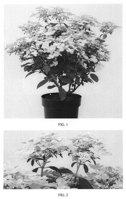 Figure 1 of US plant patent PP30983, the photograph of AJ14 printed in the patent.