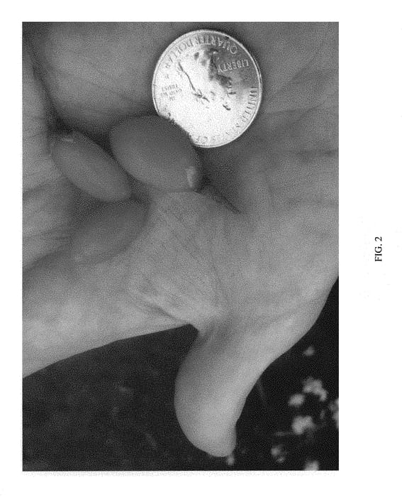 Figure 2 of US plant patent PP30984, the photograph of FPW03 printed in the patent.