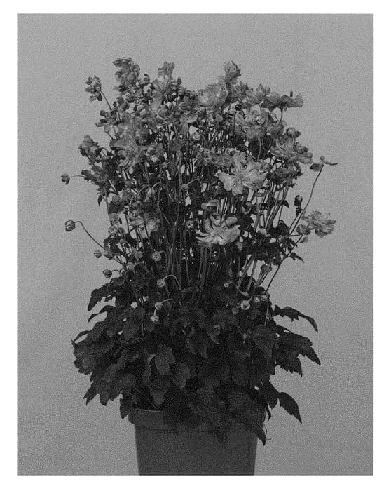 Figure 1 of US plant patent PP30985, the photograph of IFANFB printed in the patent.