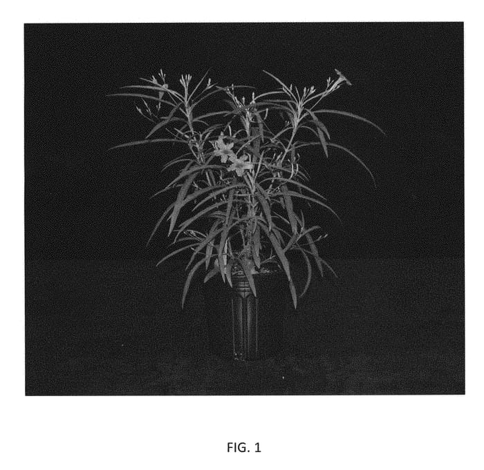 Figure 1 of US plant patent PP30986, the photograph of R13-5-3 printed in the patent.