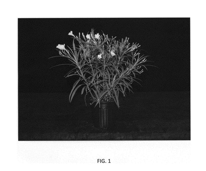 Figure 1 of US plant patent PP30987, the photograph of R16-1-1 printed in the patent.