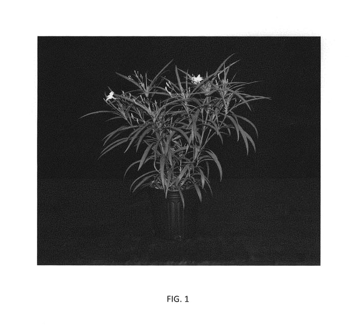Figure 1 of US plant patent PP30988, the photograph of R15-24-17 printed in the patent.