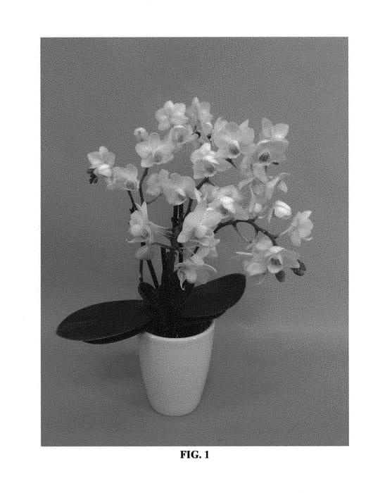 Figure 1 of US plant patent PP30990, the photograph of PHALGEPWAL printed in the patent.