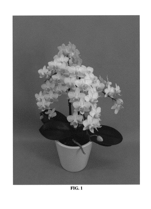 Figure 1 of US plant patent PP30991, the photograph of PHALFUEIM printed in the patent.