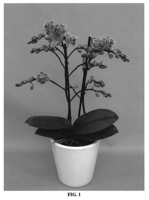 Figure 1 of US plant patent PP30992, the photograph of PHALFAUF printed in the patent.