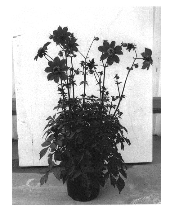 Figure 1 of US plant patent PP30993, the photograph of Mystic Wizard printed in the patent.