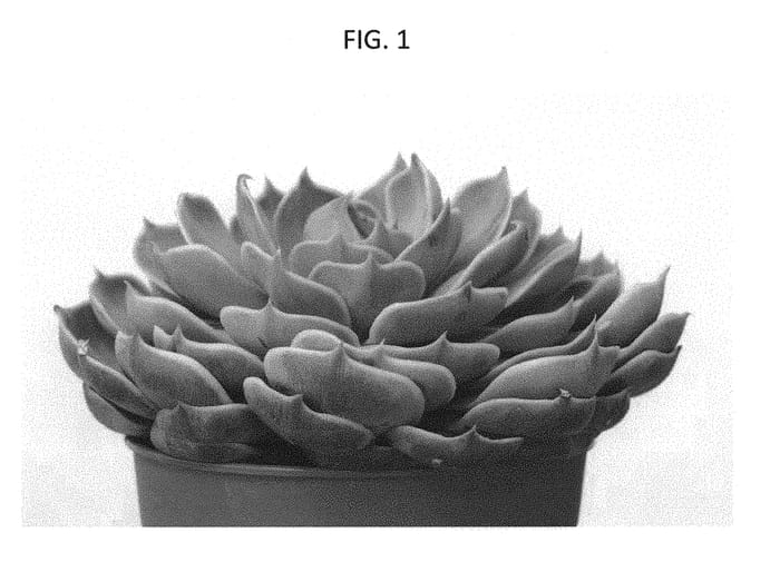 Figure 1 of US plant patent PP30994, the photograph of TSAECH1705 printed in the patent.