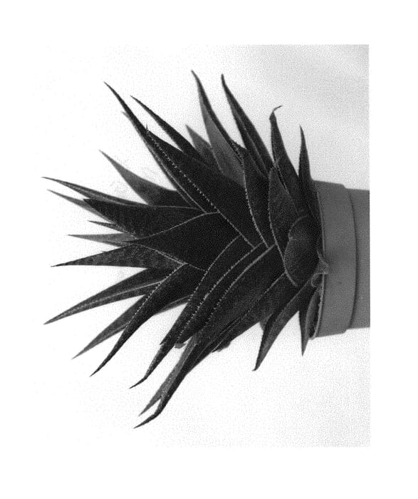 Figure 1 of US plant patent PP30995, the photograph of Morombe printed in the patent.
