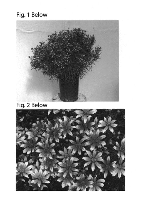 Figure 1 of US plant patent PP30996, the photograph of TNCORSR printed in the patent.