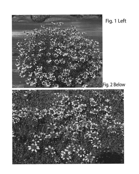 Figure 1 of US plant patent PP30997, the photograph of TNCORSG printed in the patent.