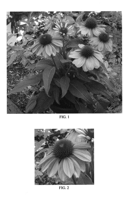 Figure 1 of US plant patent PP30998, the photograph of Balevoeen printed in the patent.